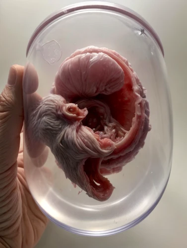human internal organ,embryo,kidney,human heart,embryonic,parasite,fetus skull,reflex foot kidney,newborn baby,biological,intestines,ovary,fetus ribs,connective tissue,the human body,medical waste,mouse bacon,microbiologist,human body,autopsy