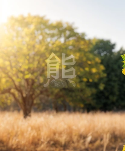 japanese floral background,yellow tabebuia,tabebuia,yellow sweet clover,ginkgo biloba,spring background,landscape background,background view nature,background bokeh,japanese sakura background,ginkgo,flower background,nara prefecture,spring greeting,farm background,spring leaf background,yellow flower,wild yellow plum,ginko,blooming grass,Material,Material,Elm
