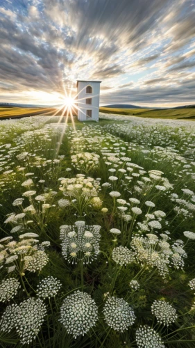 australian daisies,chamomile in wheat field,mayweed,white daisies,cotton grass,flowers field,leucanthemum,field of flowers,leucanthemum maximum,blooming field,white clover,field of cereals,flower field,flower wall en,candytuft,white cosmos,sun daisies,daisies,chives field,bellis perennis,Realistic,Flower,Queen Anne's Lace