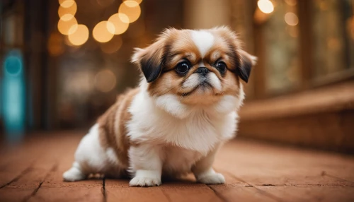 pekingese,tibetan spaniel,lhasa apso,tibetan terrier,miniature australian shepherd,cute puppy,japanese chin,shih tzu,catalan sheepdog,puppy shetland sheepdog,dog photography,havanese,pomeranian,icelandic sheepdog,german spitz,german spitz klein,dog-photography,cavalier king charles spaniel,australian shepherd,bearded collie,Photography,General,Cinematic