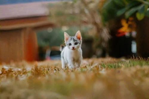 japanese bobtail,feral cat,stray kitten,stray cat,turkish angora,white cat,oriental shorthair,young cat,little cat,european shorthair,cat greece,american wirehair,cat image,aegean cat,chinese pastoral cat,cat with blue eyes,cute cat,street cat,turkish van,the cat