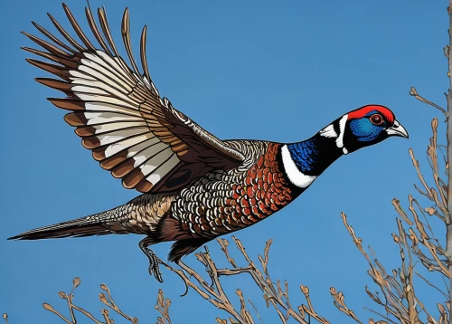 ring-necked pheasant,ring necked pheasant,pheasant,common pheasant,pheasant's-eye,chukar partridge,male peacock,chukar,galliformes,woodpecker bird,falco peregrinus,garrulus glandarius,in flight,gujarat birds,beautiful bird,woodpecker,an ornamental bird,wood duck,bobwhite,american woodcock,Conceptual Art,Graffiti Art,Graffiti Art 01