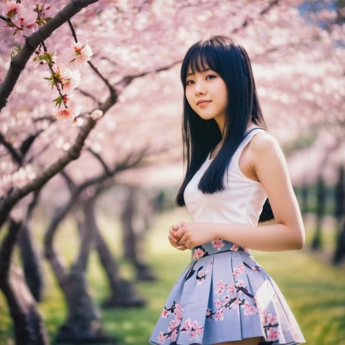 japanese sakura background,japanese floral background,sakura background,sakura blossom,sakura,sakura flower,sakura blossoms,spring background,floral background,sakura flowers,flower background,sakura tree,sakura florals,springtime background,japanese idol,beautiful girl with flowers,cherry blossom,floral japanese,spring blossom,cherry blossoms,Photography,Documentary Photography,Documentary Photography 01