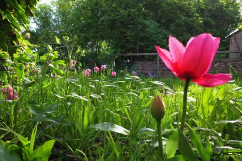 tulipa tarda,tulipa humilis,wild tulips,anemone de caen,tulipa,spring bloomers,early summer flowers,flowers in may,garden cosmos,bellflowers,turkestan tulip,wild tulip,garden flowers,pink tulips,two tulips,linum bienne,giverny,pink tulip,tulip flowers,erdsonne flower,Conceptual Art,Oil color,Oil Color 02
