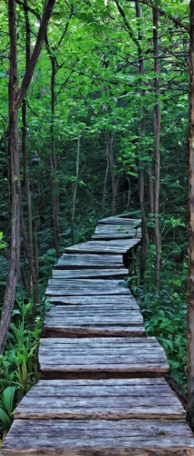 wooden path,forest path,wooden bridge,tree top path,pathway,hiking path,log bridge,nature trail,highline trail,wooden track,northern hardwood forest,aaa,walkway,boardwalk,the path,tree lined path,the mystical path,forest walk,teak bridge,aa,Illustration,Paper based,Paper Based 10