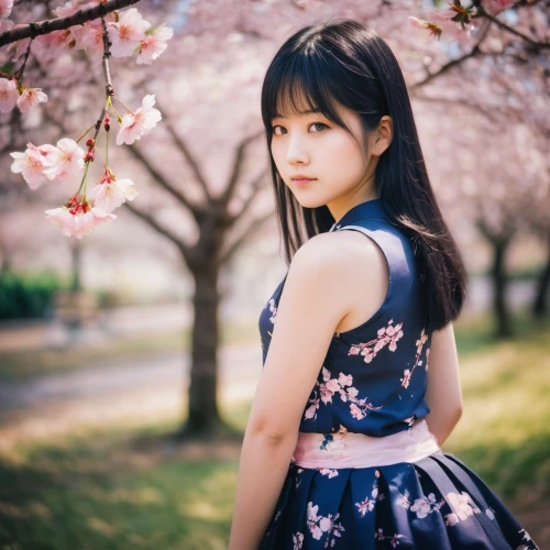 japanese floral background,japanese sakura background,sakura background,sakura flower,sakura blossom,sakura flowers,sakura,chidori is the cherry blossoms,japanese idol,sakura blossoms,takato cherry blossoms,beautiful girl with flowers,spring background,floral background,cherry blossom,cherry blossoms,flower background,gravure idol,floral japanese,japanese woman,Photography,Documentary Photography,Documentary Photography 01