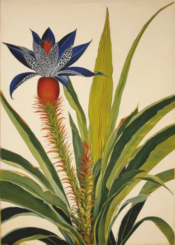 bromeliaceae,bromeliad,illustration of the flowers,banana flower,palm lilies,bird of paradise,ikebana,botanical,splendens,exotic plants,vintage botanical,palm lily,heliconia,strelitzia,flower illustration,botanical print,bellenplant,floral ornament,exotic flower,bird-of-paradise,Illustration,Retro,Retro 21