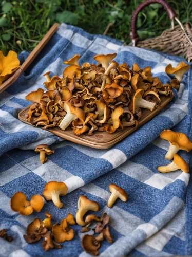 funnel chanterelles,chanterelles,trumpet chanterelle,chanterelle,wild mushrooms,edible mushrooms,umbrella mushrooms,hen-of-the-wood,brown mushrooms,lingzhi mushroom,edible mushroom,false morel,wild mushroom,mushrooms brown mushrooms,carciofi alla giudia,oyster mushroom,medicinal mushroom,black trumpet mushrooms,mushrooming,gyromitra,Photography,Documentary Photography,Documentary Photography 27