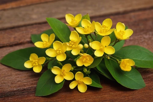 rockcress,upright yellow sorrel,lesser celandine,hypericum,jonquil,jasminum sambac,goldmoss stonecrop,winter aconite,fenugreek,cape honeysuckle,bay-leaf,primrose jasmine,winter jasmine,marsh marigold,flower broom,tanacetum balsamita,carolina jasmine,yellow flowers,wood-sorrel,jasminum,Photography,Documentary Photography,Documentary Photography 23