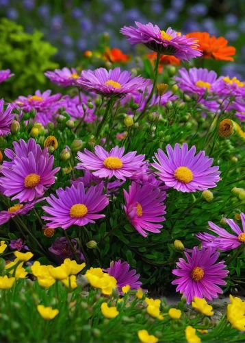 purple chrysanthemum,violet chrysanthemum,osteospermum,european michaelmas daisy,barberton daisies,african daisies,china aster,australian daisies,colorful flowers,colorful daisy,aromatic aster,senetti,african daisy,purple daisy,blanket of flowers,garden chrysanthemums,perennial asters,asters,tatarian aster,south african daisy,Art,Classical Oil Painting,Classical Oil Painting 10