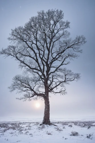 winter tree,bare tree,isolated tree,snowy tree,snow tree,lone tree,hoarfrost,wintry,celtic tree,winter landscape,seasonal tree,treemsnow,winter magic,bare trees,winter background,snow landscape,the first frost,winter light,snowy landscape,snow trees,Photography,Documentary Photography,Documentary Photography 16