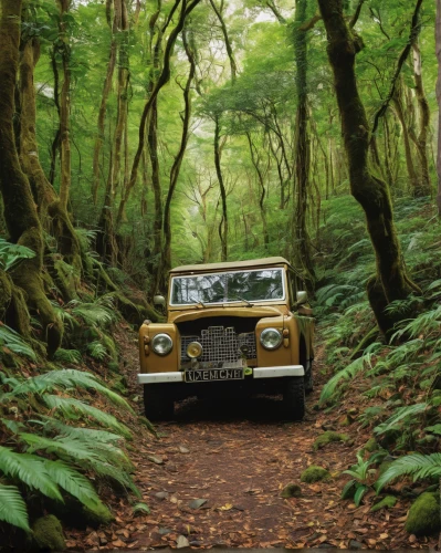 land rover series,land-rover,land rover,austin fx4,snatch land rover,willys-overland jeepster,land rover defender,jeep wagoneer,toyota land cruiser,paparoa national park,jeep wrangler,jeep,yellow jeep,jeep cj,land rover discovery,willys jeep,wolseley 4/44,forest road,offroad,off-roading,Art,Artistic Painting,Artistic Painting 07