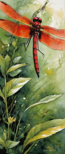 red dragonfly,hawker dragonflies,spring dragonfly,dragonfly,dragonflies and damseflies,dragonflies,dragon-fly,trithemis annulata,red fly,aix galericulata,dolichopodidae,dragonflies równoskrzydłe,coenagrion,damselfly,cicada,flying insect,hummingbird clearwing,net-winged insects,elapidae,ramphocelus bresilius,Illustration,Realistic Fantasy,Realistic Fantasy 06