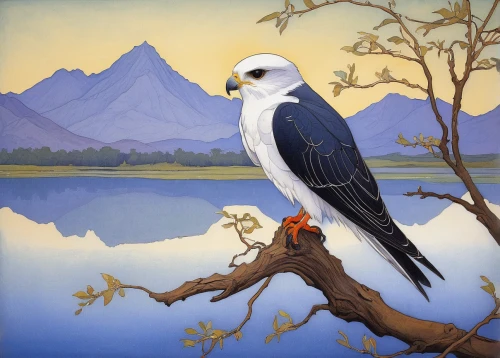 black-winged kite,black-shouldered kite,american bald eagle,bird painting,bald eagle,new zealand falcon,red tailed kite,fish eagle,white eagle,perching bird,mountain hawk eagle,steller's sea eagle,ferruginous hawk,sea eagle,steppe eagle,african fishing eagle,saker falcon,eagle illustration,rallidae,black-backed gull,Illustration,Retro,Retro 07