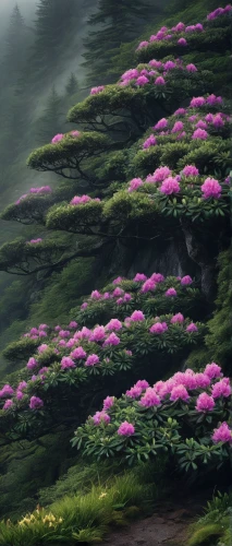 pink azaleas,purple landscape,rhododendrons,the valley of flowers,azaleas,pink grass,rhododendron,japanese floral background,pacific rhododendron,alpine flowers,mountain landscape,sea of flowers,splendor of flowers,japan landscape,japanese sakura background,fir forest,japanese mountains,mountain pasture,fireweed,flowering trees,Photography,Documentary Photography,Documentary Photography 27