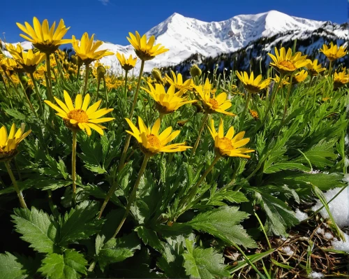 alpine flowers,alpine flower,euryops pectinatus,arnica montana,alpine meadow,weisshorn,alpine aster,schynige platte,lech am arlberg,sun daisies,alpine meadows,watzmannfrau,euryops,pollino,ortler,wild chrysanthemum,hawkbit,monte-rosa-group,arnica,ebenalp,Illustration,American Style,American Style 12