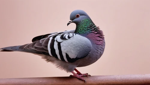 plumed-pigeon,domestic pigeon,zebra dove,speckled pigeon,rock dove,blue-headed quail-dove,rock pigeon,fantail pigeon,turkey pigeon,field pigeon,bird pigeon,domestic pigeons,homing pigeon,victoria crown pigeon,wild pigeon,beautiful dove,pigeon tail,stock dove,crown pigeon,common wood pigeon,Photography,Fashion Photography,Fashion Photography 19