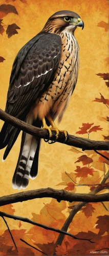 sharp shinned hawk,red shouldered hawk,cooper's hawk,coopers hawk,broad winged hawk,ferruginous hawk,redtail hawk,crested hawk-eagle,red-tailed hawk,red tail hawk,red tailed hawk,harris's hawk,hawk animal,young hawk,mountain hawk eagle,fishing hawk,northern goshawk,changeable hawk-eagle,sparrow hawk,yellow billed kite,Art,Classical Oil Painting,Classical Oil Painting 12