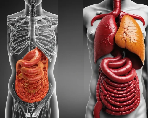 human digestive system,digestive system,human internal organ,the human body,human body anatomy,circulatory system,human body,intestines,medical illustration,human anatomy,circulatory,venereal diseases,liver,kidney,human health,lung cancer,lungs,transfusion,medical concept poster,renal,Photography,Documentary Photography,Documentary Photography 27