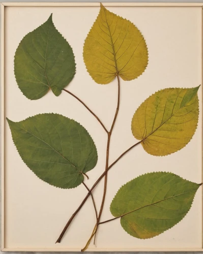 actinidia deliciosa,slippery elm,round leaved liverleaf,the leaves of chestnut,chestnut leaves,bay-leaf,leaves,leaves frame,herbarium,fig leaf,chestnut with leaf,tilia,terminalia catappa,chestnut leaf,epimedium,walnut leaf,bengal clock vine,leaf border,thick-leaf plant,four-leaf,Conceptual Art,Oil color,Oil Color 15