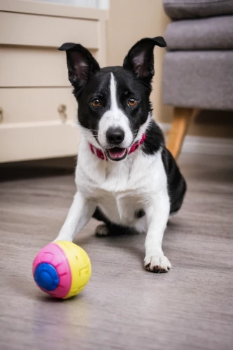 toy fox terrier,rat terrier,playing with ball,dog toys,pet vitamins & supplements,welsh cardigan corgi,dog playing,cardigan welsh corgi,dog toy,dog chew toy,russell terrier,jack russell terrier,ball play,disc dog,english toy terrier,small münsterländer,parson russell terrier,baby playing with toys,miniature fox terrier,chihuahua mix,Conceptual Art,Daily,Daily 05