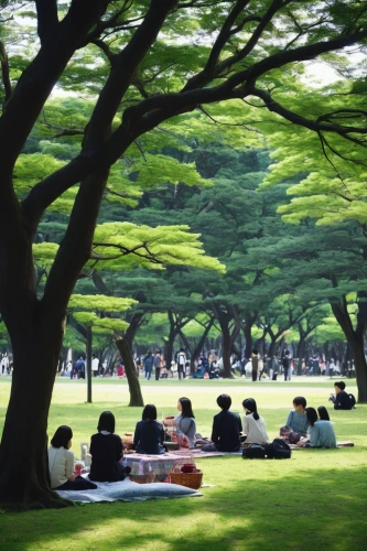 park akanda,nara park,kansai university,green space,tree grove,green lawn,the japanese tree,ritsurin garden,meiji jingu,royal botanic garden,tree lined,japan garden,green trees,japan peace park,grove of trees,nara prefecture,tree-lined avenue,green grass,urban park,row of trees,Photography,Documentary Photography,Documentary Photography 11