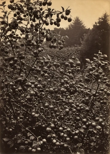 ambrotype,beech hedge,hornbeam hedge,hazelnut bush,hedge,stieglitz,tobacco bush,coppiced,walnut trees,shrub,chestnut trees,fruit fields,the foliage,hedge rose,coppice,bushes,wild shrub,apple trees,undergrowth,mountain alder,Photography,Black and white photography,Black and White Photography 15