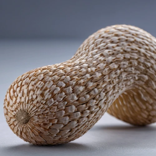 acorn,seed pod,fallen acorn,durian seed,acorn cluster,conifer cone,lotus seed pod,pine nuts,pine cone,areca nut,tree nut,fir cone,acorns,pine nut,banksia,kernels,salak,seed head,snake gourd,accessory fruit,Photography,General,Natural