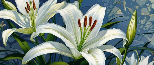 easter lilies,white lily,lilies,lilies of the valley,madonna lily,tulip white,lillies,white trumpet lily,lilly of the valley,grass lily,hymenocallis,avalanche lily,white tulips,day lily plants,agapanthus,stargazer lily,cluster-lilies,crinum,day lilly,day lily,Illustration,American Style,American Style 04