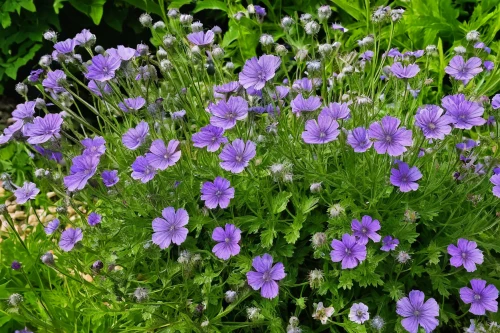 canterbury bells,perennial flax,serbian bellflower,harebell,purple flowers,aubretia,cosmea bipinnata,garden cosmos,violet flowers,wild cranesbill,monkshood,spurflowers,lavender flowers,bellflowers,cranesbill,penstemons,garden phlox,lobelia,violet woodsorrel,lesser skullcap,Art,Artistic Painting,Artistic Painting 49