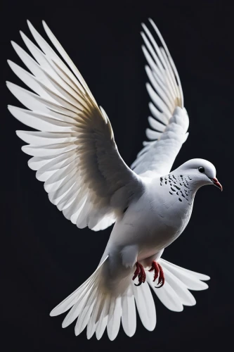 dove of peace,doves of peace,white grey pigeon,white pigeon,peace dove,white pigeons,white dove,pigeon flying,plumed-pigeon,silver seagull,carrier pigeon,homing pigeon,domestic pigeon,seagull in flight,black headed gull,doves and pigeons,bird pigeon,arctic tern,black-headed gull,field pigeon,Photography,Documentary Photography,Documentary Photography 19