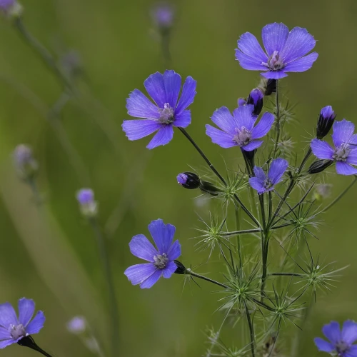 cranesbill,blue flax,linseed,perennial flax,wild cranesbill,phacelia,cyanus cornflower,wild flax,linum bienne,phacelia tanacetifolia,cornflower,crane's-bill,verbena family,flax,lesser skullcap,geranium cinereum,arable widow flowers,perennial cornflowers,arable widow flower,glechoma hederacea,Conceptual Art,Daily,Daily 32