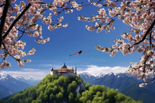 japanese sakura background,springtime background,sakura background,spring background,sound of music,southeast switzerland,eastern switzerland,japanese alps,spring blossom,landscape background,tulpenbaum,austria,slovenia,spring blossoms,the valley of flowers,cherry blossom tree,mountain paraglider,sakura tree,the cherry blossoms,blossom tree,Photography,Black and white photography,Black and White Photography 07