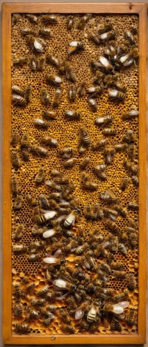 bee colony,varroa,bee colonies,cork board,swarm of bees,mound-building termites,bee house,honey bee home,beeswax,bee farm,bee pasture,cork wall,bees pasture,apiary,termite,bee hive,beekeeping,honeycomb stone,western honey bee,insect hotel,Art,Artistic Painting,Artistic Painting 28
