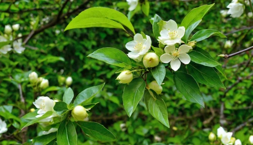 flowering shrub,shrub in flower,cornus florida,indian jasmine,michelia champaca,flowering in may,philadelphus erectus,fragrant flowers,jasmine blossom,flowering branch,liriodendron tulipifera,magnoliaceae,pale pipe shrub,mock orange,tecoma grandiflora,xanthorrhoeaceae,cape honeysuckle,garden shrub,brazilian jasmine,fruit blossoms,Illustration,Paper based,Paper Based 08