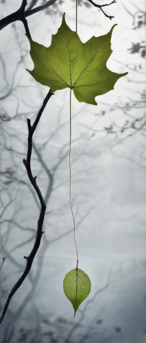 suspended leaf,leaf branch,water lily leaf,fallen leaf,tree leaf,reflection in water,lotus leaf,rainy leaf,leafed through,leaf background,beech leaf,dry leaf,aquatic plant,water-leaf family,reflection of the surface of the water,sapling,spring leaf background,young leaf,four-leaf,brown leaf,Illustration,Black and White,Black and White 07