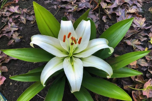 white lily,lily flower,avalanche lily,white trumpet lily,magnolia star,day lilly,guernsey lily,perfect bloom,orange lily,easter lilies,early bloomer,grass lily,natal lily,madonna lily,lilium candidum,stargazer lily,lilium formosanum,lilium davidii,lilies,triplet lily,Illustration,Paper based,Paper Based 06