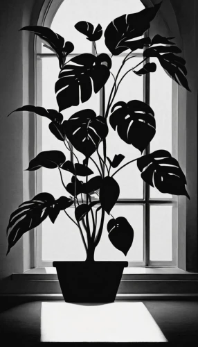 ikebana,lantern plant,houseplant,potted plant,potted tree,money tree,the plant,money plant,dark green plant,bonsai tree,house plants,bonsai,ornamental plant,plants in pots,century plant,light and shadow,art silhouette,sillhouette,potted plants,container plant,Illustration,Black and White,Black and White 31