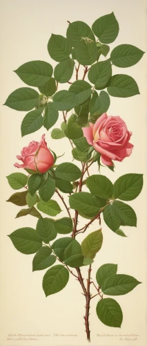 rosa zephirine drouhin,rosa omeiensis,rosa chinensis,rosa spinosissima,rosa sericea,rosa sinensis,camellia sasanqua,rosa nitida,rosa gallica,rosa corymbifera,rosa rubiginosa,rosa centifolia,rosa palustris,rosa caninas,rosa canina,illustration of the flowers,rosa sempervirens,rose flower illustration,rosa wichuraiana,magnoliaceae,Conceptual Art,Sci-Fi,Sci-Fi 15