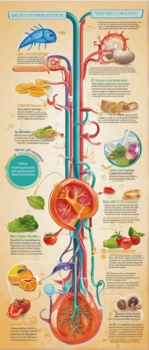 human digestive system,digestive system,circulatory system,human body anatomy,sea foods,vector infographic,human internal organ,medical concept poster,infographics,muscular system,biological,infographic elements,intestines,anatomical,human anatomy,foods,means of nutrition,wine cultures,marine invertebrates,vegan nutrition,Illustration,Paper based,Paper Based 11