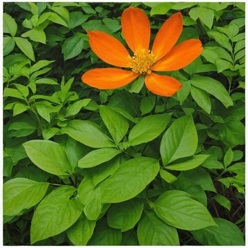 orange lily,orange flower,orange petals,orange jasmine,orange flowers,orange blossom,guernsey lily,orange trumpet,orange red flowers,red orange flowers,bengal clockvine,tiger lily,orange climbing plant,orange butterfly,orange marigold,trumpet flower,spotted jewelweed,bush anemone,flame lily,alstroemeriaceae,Conceptual Art,Oil color,Oil Color 15