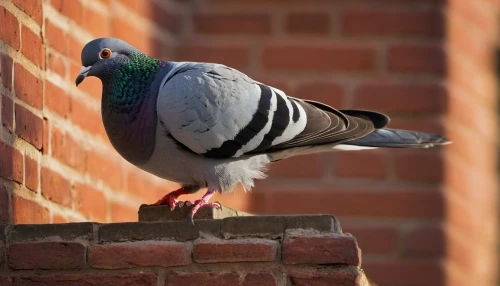 domestic pigeon,plumed-pigeon,homing pigeon,feral pigeon,fantail pigeon,pigeon on wall,wild pigeon,common wood pigeon,crown pigeon,pigeon tail,pigeon preening mate,domestic pigeons,speckled pigeon,rock pigeon,woodpigeon,street pigeon,pigeon scabiosis,city pigeon,rock dove,bird pigeon,Photography,Documentary Photography,Documentary Photography 13