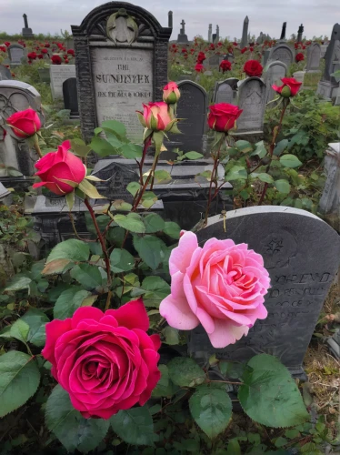 cemetery flowers,regnvåt rose,bella rosa,pink roses,grave arrangement,magnolia cemetery,rosa zephirine drouhin,with roses,vienna's central cemetery,rosa,central cemetery,rosa bonita,noble roses,jewish cemetery,rosa peace,resting place,blooming roses,rosa nutkana,pink rose,hollywood cemetery,Illustration,American Style,American Style 11