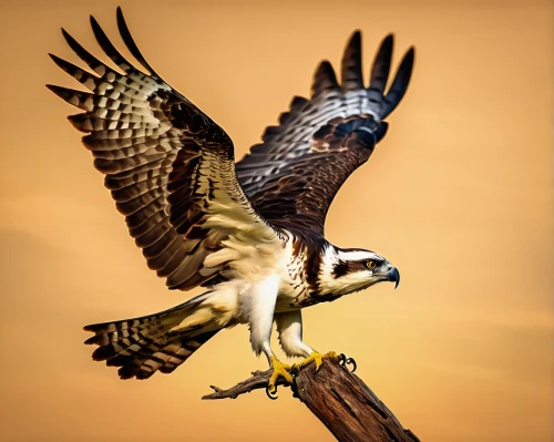 lanner falcon,saker falcon,falconiformes,falconry,falconer,ferruginous hawk,new zealand falcon,peregrine falcon,steppe eagle,fishing hawk,steppe buzzard,falcon,hawk animal,red tailed hawk,aplomado falcon,red-tailed hawk,raptor perch,red tail hawk,changeable hawk-eagle,hawk - bird,Art,Classical Oil Painting,Classical Oil Painting 06