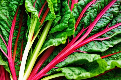 swiss chard,rhubarb,beet greens,chard,candy cane sorrel,pak-choi,giant rhubarb,beetroot,red beets,callaloo,radicchio,beetroot juice,cabbage leaves,colorful vegetables,beet,malabar spinach,leaf ribs,red cabbage,sorrel,red leaf lettuce,Illustration,Abstract Fantasy,Abstract Fantasy 04