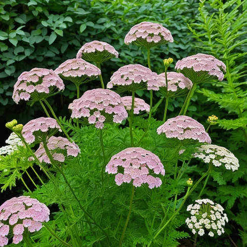 achillea millefolium,umbelliferae,sweet cicely,apiaceae,yarrow,garden angelica,verbena family,heracleum (plant),verbena,greek valerian,tanacetum parthenium,lilac umbels,parsley family,polka plant,water dropwort,fringed pink,flower umbel,citronella,chervil,upright flower stalks,Illustration,Paper based,Paper Based 21