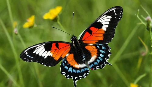 euphydryas,white admiral or red spotted purple,viceroy (butterfly),hesperia (butterfly),butterfly background,orange butterfly,polygonia,brush-footed butterfly,papilio rumanzovia,vanessa atalanta,heliconius hecale,papilio,butterfly vector,french butterfly,coenonympha tullia,atala,pipevine swallowtail,butterfly isolated,scotch argus,checkerboard butterfly,Illustration,American Style,American Style 06