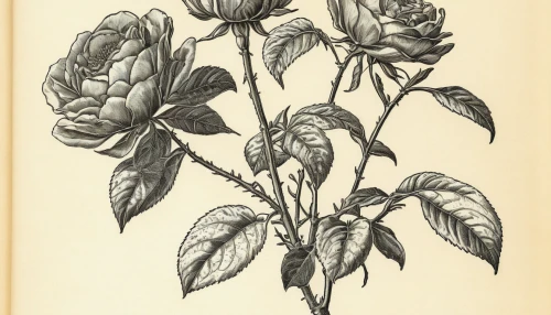 illustration of the flowers,philadelphus erectus,philadelphus coronarius,flower illustration,vintage botanical,comfrey,rose flower illustration,camellia sasanqua,botanical print,lithograph,magnoliaceae,rosa rugosa,allspice,alstroemeriaceae,arabian jasmine buds,rugosa rose,rosa omeiensis,rosa caninas,rosa canina,rosa chinensis,Illustration,Black and White,Black and White 27