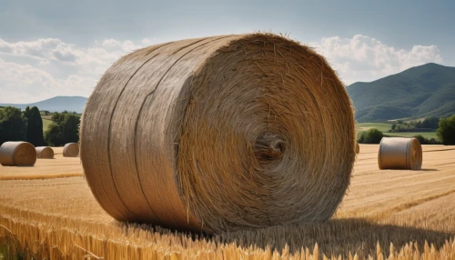 round bales,round straw bales,hay barrel,round bale,straw bales,hay bales,bales of hay,hay bale,hay stack,straw bale,haymaking,bales,needle in a haystack,threshing,mountain meadow hay,straw roll,straw field,straw harvest,hay,wooden cable reel,Photography,Fashion Photography,Fashion Photography 15