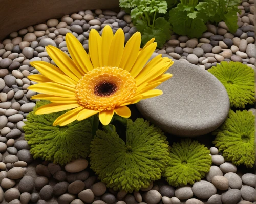 naturopathy,bach flower therapy,taraxacum officinale,massage stones,medicinal plants,flower arrangement lying,ayurveda,aromatic herbs,sunflower seeds,therapies,taraxacum,homeopathically,flower essences,camomile flower,stone lotus,medicinal herbs,arnica,herbal cradle,aromatic herb,herbal medicine,Art,Classical Oil Painting,Classical Oil Painting 06